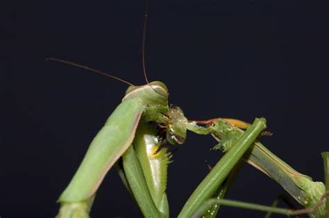 Description And Photo Of The Praying Mantis Special Rituals Observed