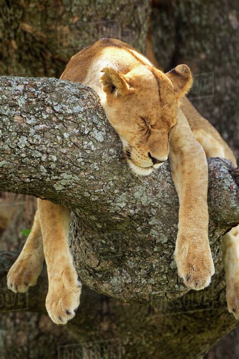 Lioness Sleeping In A Tree At The Serengeti Plains Tanzania Stock