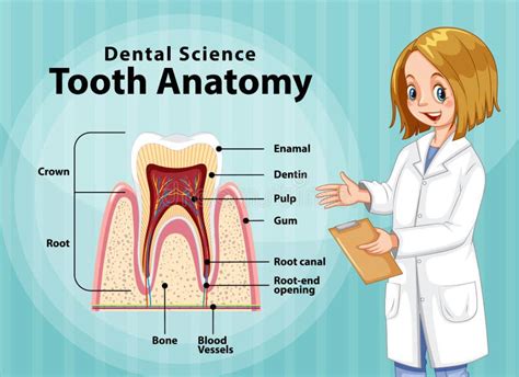 Infographic Of Human In Dental Science Tooth Anatomy Stock Vector