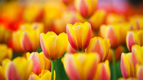Yellow Tulips Wallpaper Desktop Wallpapersafari