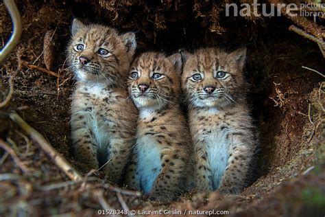 Nature Picture Library European Lynx Lynx Lynx Kittens In Den After