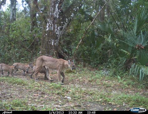 Female Florida Panther With Kittens On Florida Panther Nat Flickr