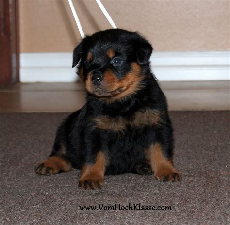 The german rottweiler club mandates and emphasizes that the rottweiler breed must be placid of nature and good with children. German Rottweiler Puppies | Rottweiler Breeder ...