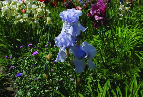 Trädgårdsiris Iris ‘blue Sapphire Germanica Gruppen Bogrönt