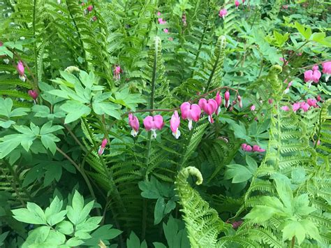 Again With The Ferns And Bleeding Hearts Gardeninacity