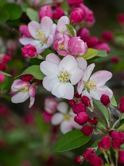 Apple Blossom In 2020 Pretty Flowers Amazing Flowers Flowers