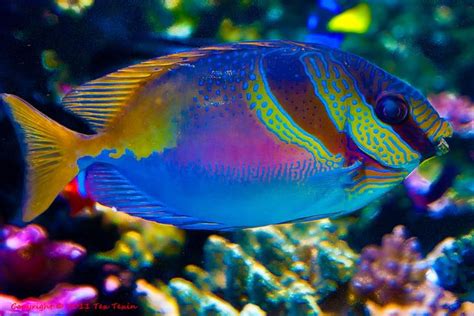 As 25 Melhores Ideias De Colorful Fish No Pinterest Peixes Tropicais