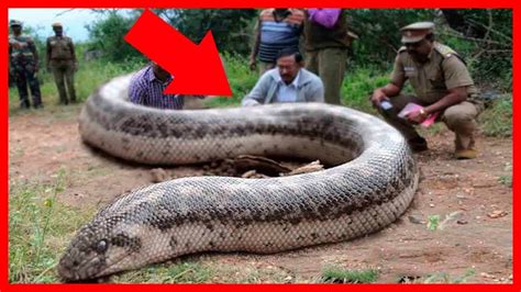 Serpientes Gigantes Las Serpientes Más Grandes Del Mundo Anaconda