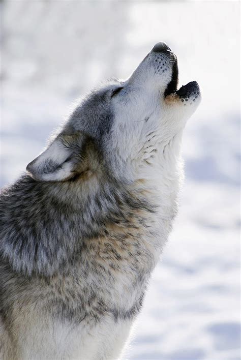 Captive Gray Wolf Howling Winter Photograph By Mark Newman Pixels
