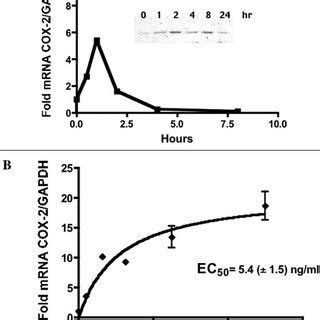 Time And Dose Dependent Induction Of COX By EGF A Confluent IEC Download Scientific