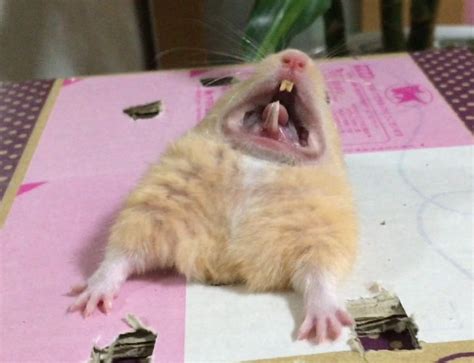 Psbattle A Hamster Escaping A Box Photoshopbattles