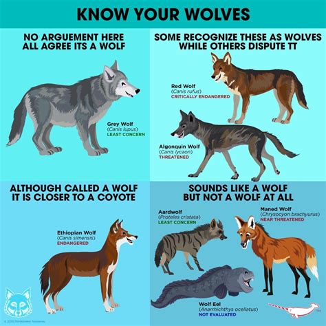 Know Your Caniswolves Infographic Animals Friends Animal Facts