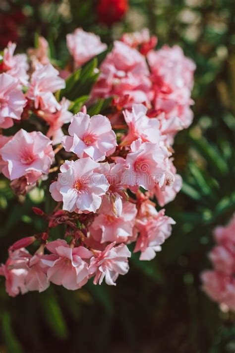 Beautiful Pink Oleander Flowers On A Summer Street Stock Photo Image