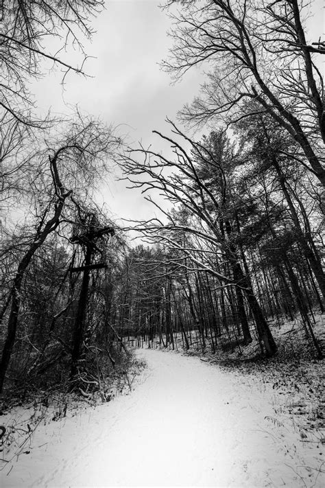 A Snow Covered Path Through A Forest Filled With Trees Photo Free