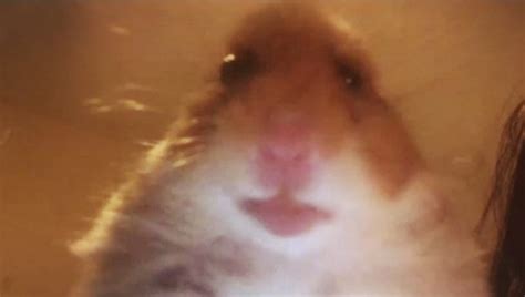 Create Meme Surprised Hamster Meme Hamster Selfie Hamster