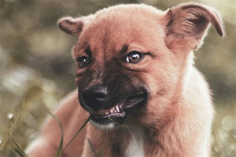 How Pet Owners Can Deal With Dog Aggression Pethelpful
