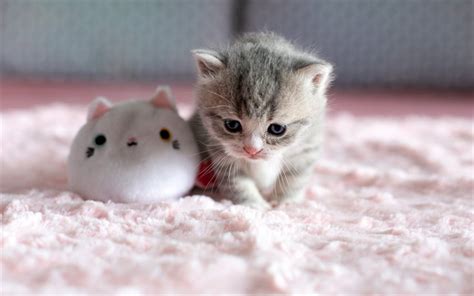 Two little kittens in shoes. Download wallpapers little cute kitty, cute animals, gray ...