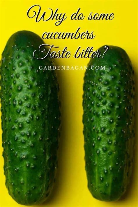 Why Do Some Cucumbers Taste Bitter Gardeners Guide Garden Bagan