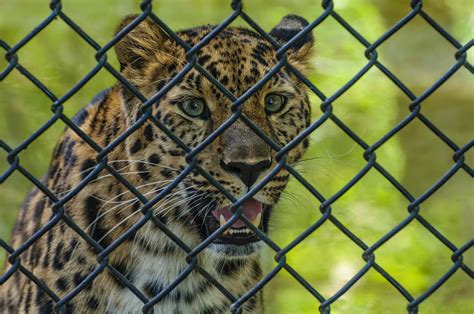 Amur Leopard Beardsley Zoo Bridgeport Connecticut Flickr