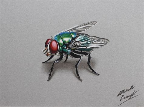 The Fly Fly Drawing Color Pencil Drawing 3d Drawings