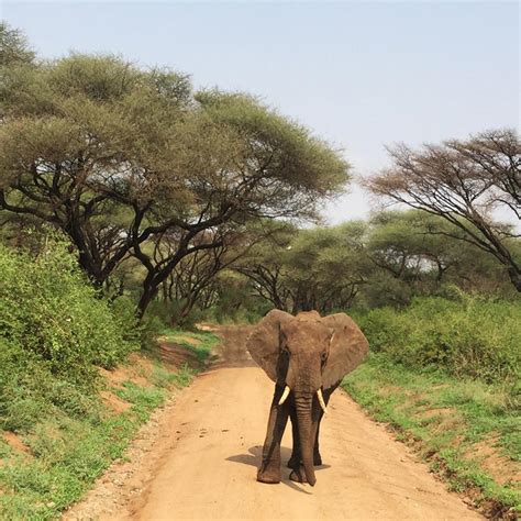 The Lions In The Lake Manyara National Park Exploring Africa