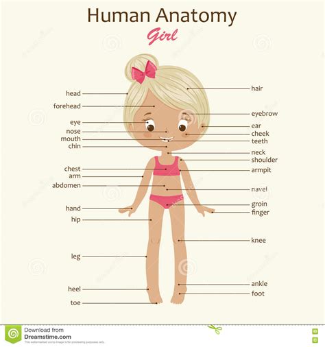 Internal human organs set people anatomy stock vector 393922969. Human Body Anatomy. Little Girl. Stock Vector ...