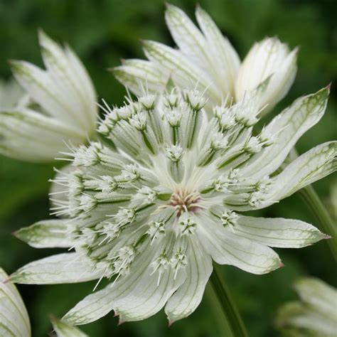 Buy Masterwort Astrantia Major Large White £1299 Delivery By Crocus