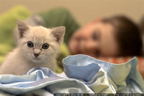 Photo Introducing Snowball The Kitten By Seandreilinger