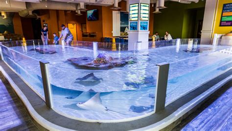 Touch Pools At Odysea Aquarium In Scottsdale Az