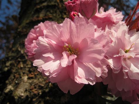 Vancouver Cherry Blossom Festival Prunus Sato Zakura Group Kanzan