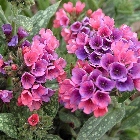 10 Shade Garden Plants To Add Color To Your Garden Shade Flowers