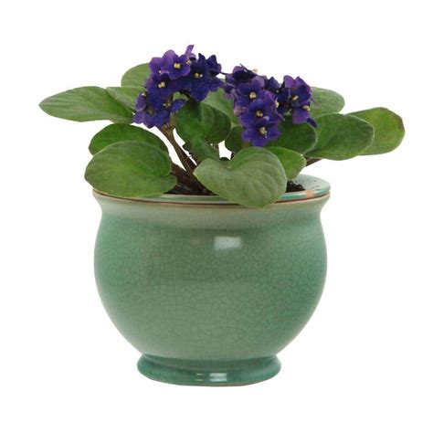 Central Garden And Pet 725 In Jade Ceramic Crackle Self Watering