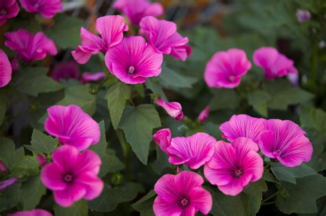 With its royal symbolism, shades of purple are sure to add some elegance to your garden! An Extensive Cluster of Different Types of Flowers With ...
