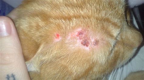 Cat Has Scabs On Back No Fleas