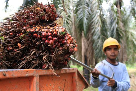 Daftar Orang Terkaya Di Indonesia Berkat Bisnis Kelapa Sawit Agrozine