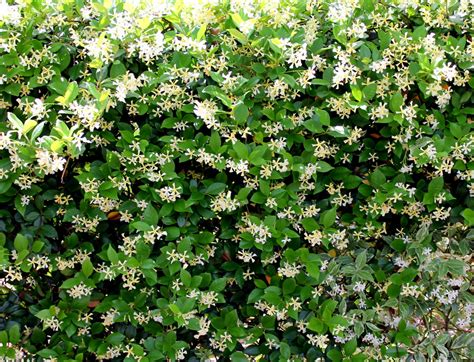 Step By Step Instructions For Growing Confederate Jasmine In A