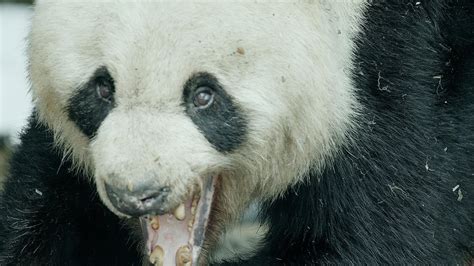 Pandas Born To Be Wild Wild Panda Courtship Filmed For First Time