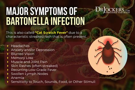 Chronic Lyme Disease Symptoms Causes And Coinfections