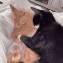 Cats Hugging Cute Cat Hug Gif Cats Hugging Cute Cat Hug Discover Share Gifs