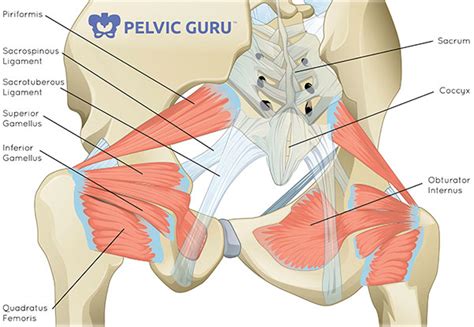 Learn anatomical details of the lower back muscles, so you can draw them. What is the Pelvic Floor? | Your Pace Yoga