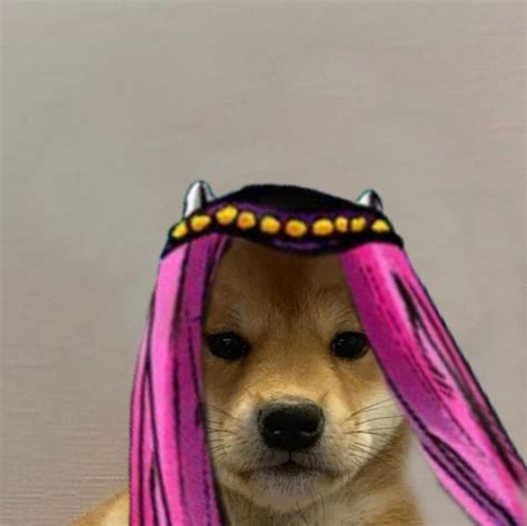 Dog With Hat Jojo Anasui Собачки Собаки Мемы