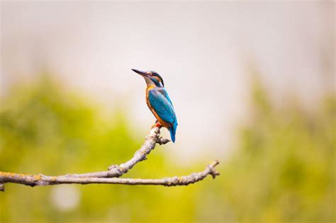 Wallpaper Kingfisher Bird Branch Blur Hd Widescreen High