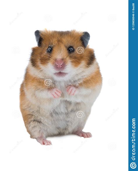 Syrian Hamster Isolated Stock Photo Image Of Baby Funny 129830046