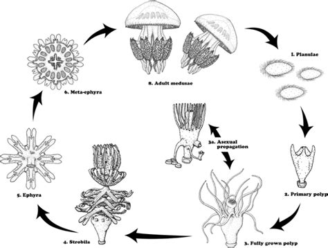 Explain The Jellyfish Life Cycle