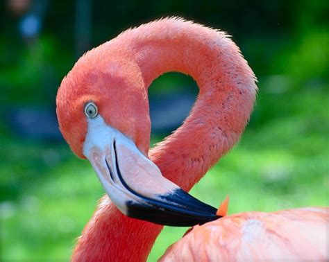 Flamingos are a type of wading bird in the genus phoenicopterus, the only genus in the family phoenicopteridae. 40 Beautiful Pictures of Pink Flamingo Birds - Tail and Fur