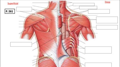 Diagram Muscles Of The Trunk Posterior Diagram Quizlet