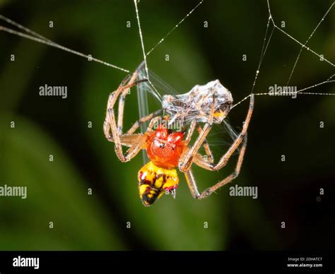 Spider Wrapping Prey Silk Hi Res Stock Photography And Images Alamy