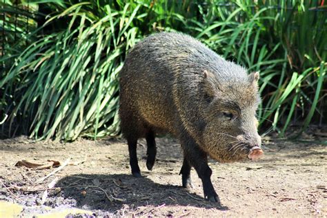 Collared Peccary Pecari Tajacu Zoochat