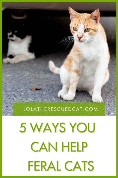 Five Ways You Can Help Feral Cats National Feral Cat Day 2021 Feral