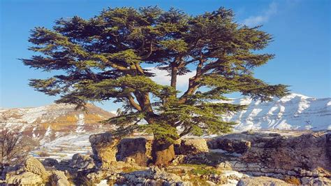 Lebanon Cedar Photography Mountain Nature Picturesque Beirut Tree